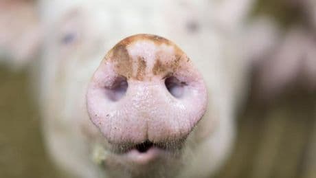 Tierwohl: Verstörende Bilder aus Schweinemastanlage im Allgäu