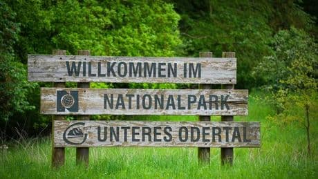 Umwelt: Junior-Ranger schlagen Zelte am Nationalpark auf