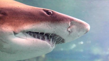 L’acidification des océans fragilise les dents des requins
