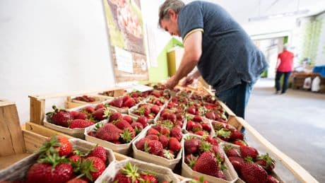 Erdbeeren könnten weiter im Preis steigen – was der Mindestlohn damit zu tun hat