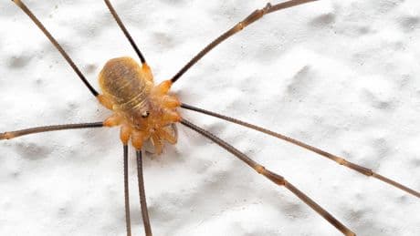 Weberknechte: Spinnentiere können tödliches Sekret absondern