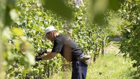 Payeses: los jardineros de la Tierra