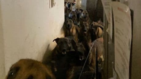ABD’de boşaltılan apartman dairesinden 48 köpek çıktı