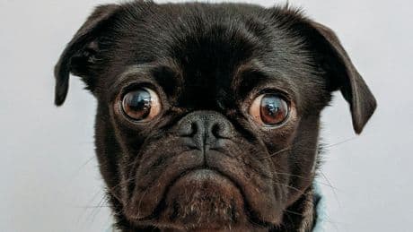 So THAT's Why Dogs Make Eye Contact With You While Pooping