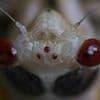 Biblical swarm invades multiple US states for the first time in 17 years... see if your hometown is at risk