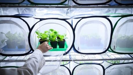Clou de girofle, basilic et "odeur de vin chaud": quand le parfum remplace les pesticides pour chasser les pucerons dans les champs