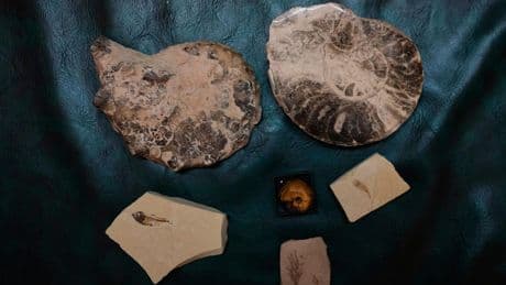 India's self-proclaimed 'history hunter' is on a drive to salvage the past for future generations
