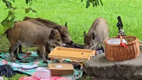 Wildschweine in Berlin immer dreister - Sauerei! Schweinebande plündert Picknick