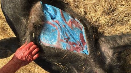 Wild pigs are turning neon blue in California