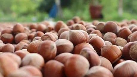 Fındık ihracatından 8 ayda 1,9 milyar doları aşkın gelir sağlandı