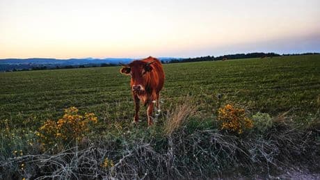 Sesión fotográfica en el campo