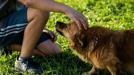 ¿Por qué tu perro baja las orejas cuando lo acaricias? Esto es lo que quiere decirte