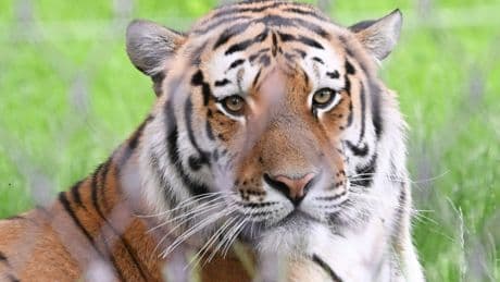Amur-Tiger in Stuttgart: Neue Heimat für bedrohte Großkatzen