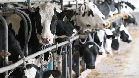 Dermatose nodulaire des bovins : huit cas recensés en Savoie et Haute-Savoie