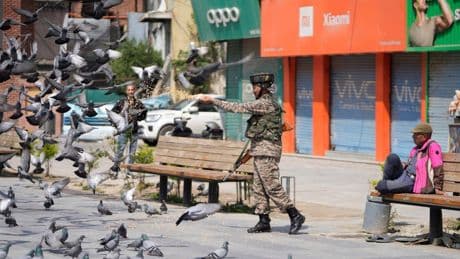 Hindistan'da güvercin beslemek yasaklandı: Sağlık krizi kapıda