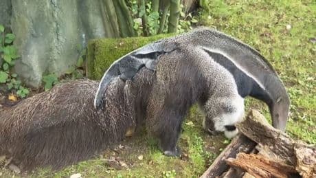 Gut versteckt beim Mama - Kleiner Riese im Kölner Zoo