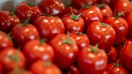 Verbrauch von Tomaten deutlich gesunken