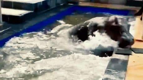 Garten wird zur XXL-Badewanne - Hippo sucht im Pool nach Abkühlung