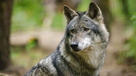 Gelderland geeft vergunning voor doden ’probleemwolf’