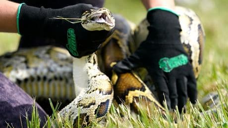 Robot rabbits the latest tool in Florida battle to control invasive Burmese pythons in Everglades
