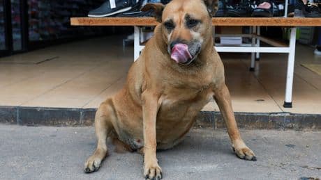 Touristen-Attraktion bei Google Maps - Ach, du dicker Hund!