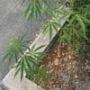 ‘Weed’ groeit volop in het wild in Aalst: opnieuw cannabisplanten in bloembak aangetroffen