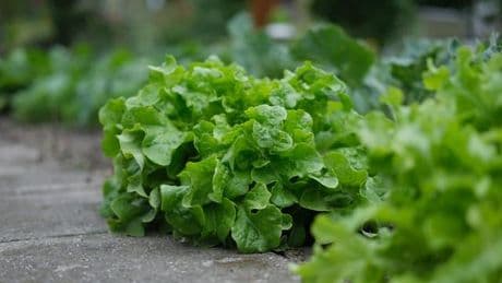 Nicht zu fassen: Polizeieinsatz wegen Salatblatt auf Burger