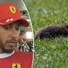 Lewis Hamilton 'devastated' after hitting furry animal with his Ferrari during Canadian Grand Prix
