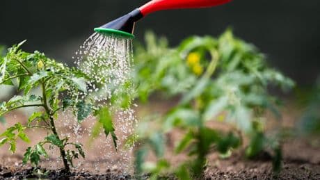 Gartentipps: Tomaten gießen, ist nicht schwer: Was beim Wässern im Juni wichtig ist