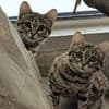 World's deadliest KITTENS named Thelma and Louise make their adorable debut at Utah zoo