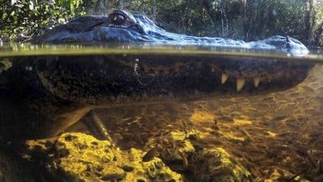Bolivien: Flugzeug stürzt in Alligatornest, Insassen überleben dank Schokolade und ausgelaufenem Treibstoff