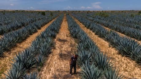 En Israël, des agriculteurs relancent un projet de production de tequila près de Gaza