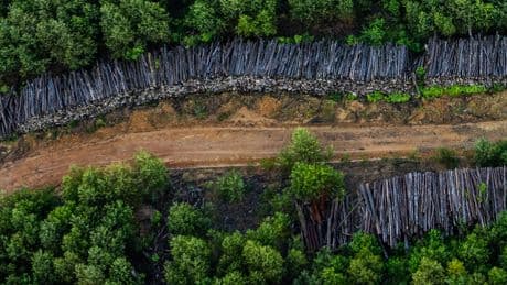 What to Know About Deforested Wood and the R.V. Industry