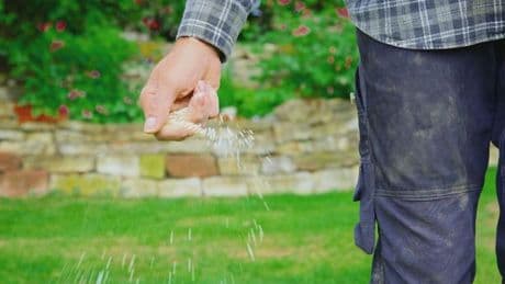 Best-selling grass seeds with 21k reviews praised for regrowing lawns ‘within a week’