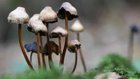 El hongo alucinógeno que está ganando la partida a los antidepresivos: la ciencia avala la psilocibina