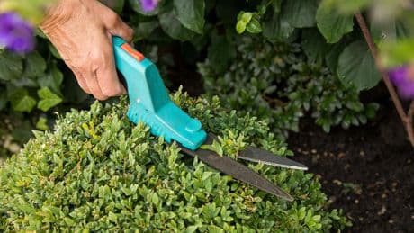 Gartentipps: Buchsbaum schneiden: Die kleine Kunst des Gärtners