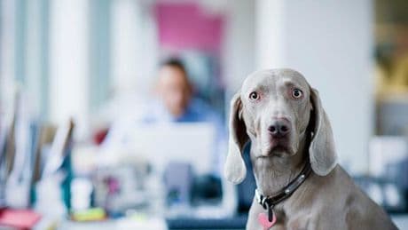 Bürohunde: Der tut nichts – oder doch?
