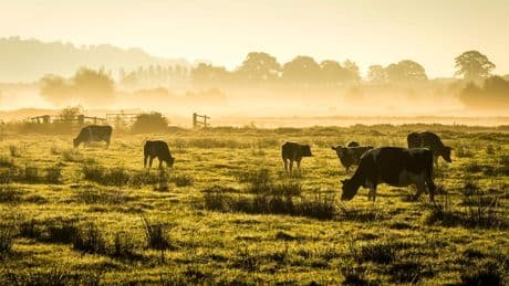 Government would struggle to cope with severe animal disease outbreak – watchdog