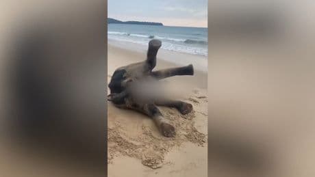 Schockverliebt in Thailand - Baby-Elefant feiert Strand-Sause