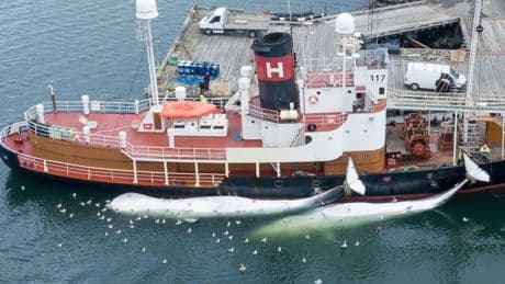 British tourists in Iceland accused of ‘keeping whale meat industry alive’