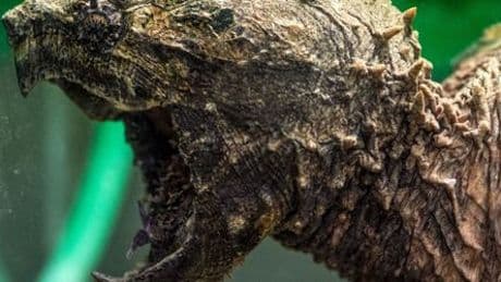 Kellinghusen: Besitzer von Geierschildkröte Gabi gesucht – Belohnung für Hinweise