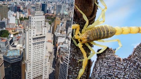 La urbanización salvaje, el calor y las cucarachas han convertido Brasil en el destino perfecto de una criatura: el escorpión