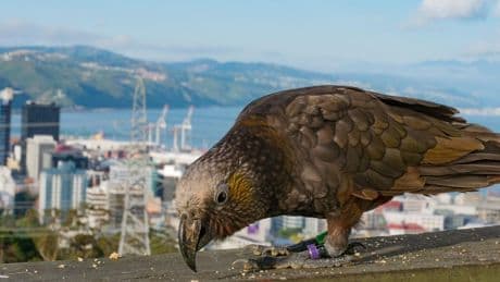 Urban Rewilding Makes Cities More Biodiverse And Better For Our Health