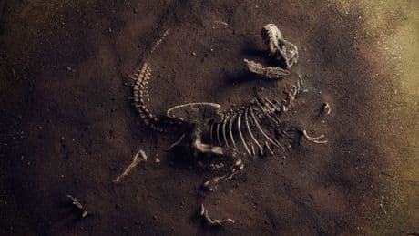 72 milyon yıllık bilmece: Toplu dinozor mezarının gizemi