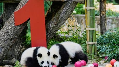 Berlin's newest panda twins, Leni and Lotti, celebrate their 1st birthday