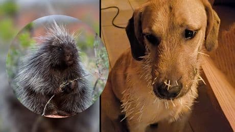 Von ausgebüxtem Baumstachler verletzt - Du armer Hund!