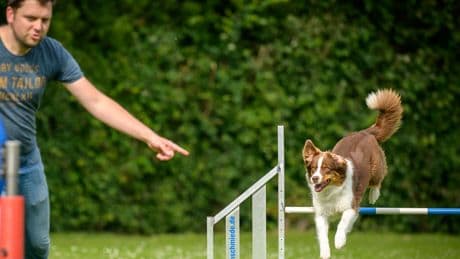 Auch in Deutschland möglich? Dieser Hundesport darf bei unseren Nachbarn nicht mehr ausgeübt werden