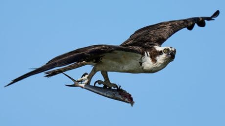 Osprey came back from the brink once. Now chicks are dying in nests, and some blame overfishing