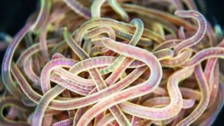 Harvard crea gusanos-robots que hablan entre sí, se organizan y pueden avanzar por tierra y agua