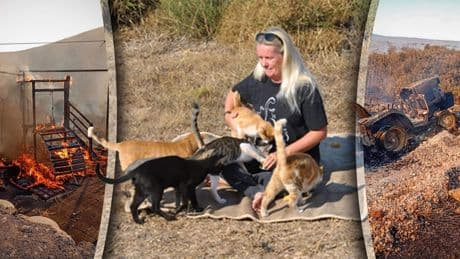 Irene ziet haar Griekse dierenopvang in vlammen opgaan: ’Opgeven? Voor de dieren moeten we doorgaan’